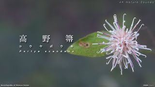 ユニークな形のコウヤボウキ