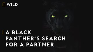 Saya's Search for a Partner | The Real Black Panther