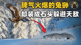 趴在零下15℃的雪地上，伪装成石头智斗金雕，逃跑的样子毁形象！【万物灵】