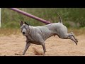 the thai ridgeback small u0026 dangerous guard dog great ridgeback