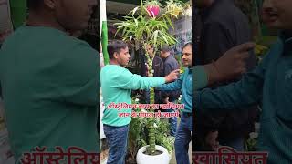 ऑस्ट्रेलियन बास का खासियत जान के पागल हो जाएंगे#Australianbambu #shorts #viralvideo #bambu #short