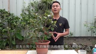 茶花新芽长出软趴趴？正常吗？