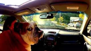 Truman goes to the Dogpark - GoPro Hero2