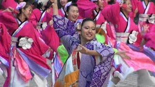 疾風乱舞　2017　雅爛漫　ハマこい　2017　横浜ランドマークタワー　ドックヤードガーデン