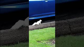 White or Albino Squirrel