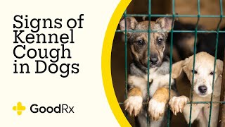 7 Signs of Kennel Cough in Dogs | GoodRx