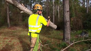 Free tree removal for veterans