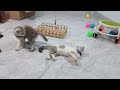 Hilarious Cats and Dogs😹🐶Funniest Animals 2024😼Part 7