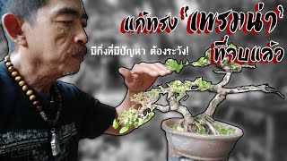 แก้ทรงเพรมน่าทิ้งยอดทิ้งกิ่ง มีกิ่งที่มีปัญหาต้องระวังเป็นพิเศษ! | Bonsai Premna