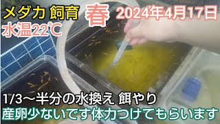 メダカ 春 4月17日 水温22℃ 産卵が少ないです体力つけてもらいます 卵採取 餌やり 1/3～半分の水換え 採卵