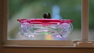 Wild Birds Unlimited Window Hummingbird Feeder