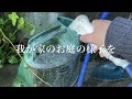 ガーデニング 1月のお庭 冬の水やり