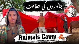 Janwaron ki Hifazat keley Camp ⛺️ See End 😳