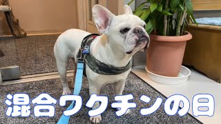 貫太混合ワクチン接種【フレンチブルドッグ】【Frenchbulldog】