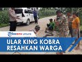 Ular King Kobra Ditemukan di Pohon Pisang Area Persawahan Grobogan, Waspada Musim Telur Ular Menetas