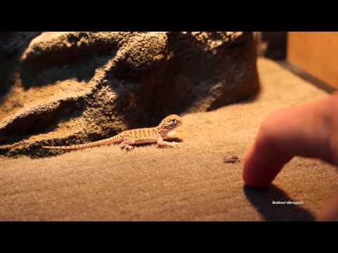 Trying to Feed Baby Netted Dragon Trying to Feed Baby Netted Dragon