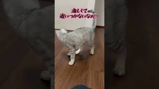 久々におもちゃを買ったら激しかった　　#猫動画 #shorts #ねずみのおもちゃ