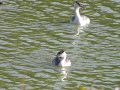 鳥、ekhの鳥動画（カンムリカイツブリ（冠鳰）１５１１２８０３）