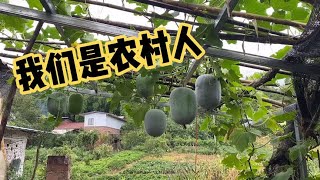 晒玉米吃核桃淘花生，农村这点事儿你知道多少呢？