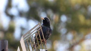 Mājas strazds / The common starling (Sturnus vulgaris)