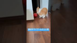 マイブーム中のムギちゃん#コーギー #犬