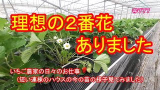 理想の２番花ありました（短い連棟のハウスの今の苗の様子見てみました）　いちご農家の日々のお仕事　＃７７７