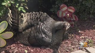 Staten Island Residents Say Officials Doing Nothing To Stop Wild Turkey Problems