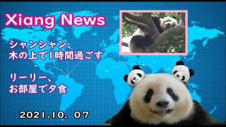 【Xiang News】シャンシャン、木の上で1時間過ごす\u0026リーリー、夕食の様子　2021.10.07