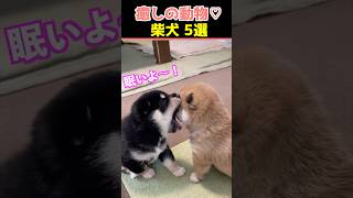 【癒しの柴犬】SNSでバズった動物かわいい犬動画５選！【Healing Shiba Inu】5 Cute Dog Videos That Went Viral on Social Media!