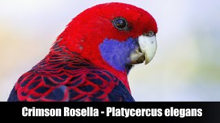 Crimson Rosella (Platycercus elegans)