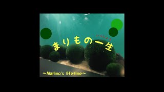 【三流旅行会社が日本を紹介】私のおすすめジャパン！北海道阿寒湖チュウルイ島上陸『まりもの一生』