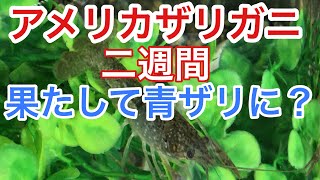 ザリガニ飼育ニ週間。果たして、青ザリに⁉️