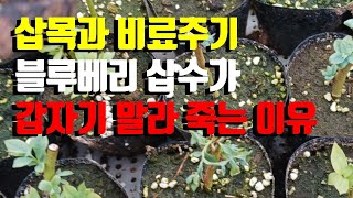 블루베리 삽목후  잘 자라던 삽수가 갑자기 말라 죽는 이유  / 잘못된 시비는 비료장애(염류장애)를 유발하여 한 순간에 폭망합니다.