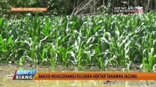 Banjir Menggenangi Puluhan Hektar Tanaman Jagung