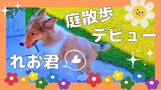 好奇心旺盛な息子が…まさかの大失態💦🐶シェルティれお💗