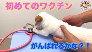 【ジャックラッセルテリア】がんばれるかな？！生後2ヶ月の子犬ちゃんの初めてのワクチン「動物癒し動画」にくきゅう