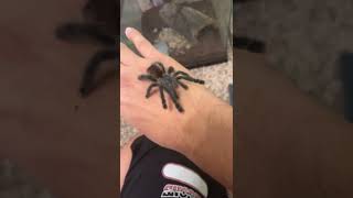 Pink toe tarantula