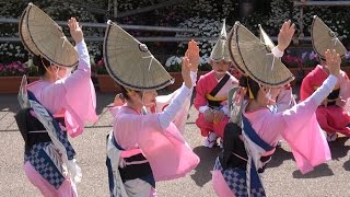 阿波踊り「のんき連」藍場浜 はな・はる・フェスタ2016 （2016.4.16）