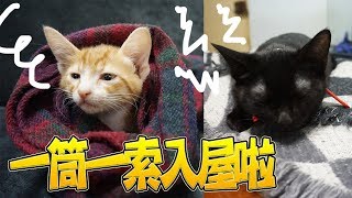 貓貓日記#1|KisaBBB Pet