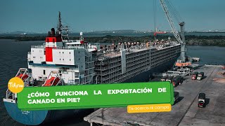 ¿Cómo funciona la exportación de ganado en pie? - TvAgro por Juan Gonzalo Angel Restrepo