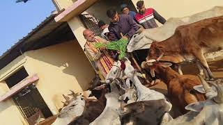 Gaubhaktimarg Jai Darbar Gauseva Samiti Guna #gaumata