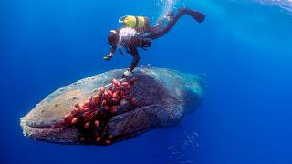 60-Ton Whale BEGGED For Help! What This Diver Did Next Will Send Chills Down Your Spine..