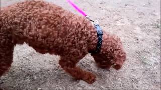 犬のお世話公園編・動物・学校・新潟・長野