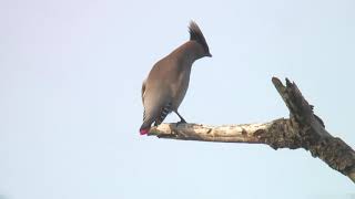 ヒレンジャク（1）冬鳥／警戒声？（舳倉島） - Japanese Waxwing - Wild Bird - 野鳥 動画図鑑