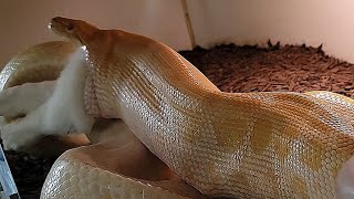 Queen Peaches Takes Biggest Rabbit! Burmese Python Feeding Documentary
