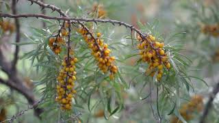 Rokitnik zwyczajny (Hippophae rhamnoides) Odkryj zdrowotne właściwości i wyjątkowe owoce.