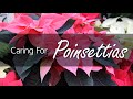 House Plant Care: Poinsettias