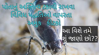 Do you know ?અસ્તિત્વ ટકાવી રાખવા અનુકૂલન સાધવા પદ્ધતિઓ વિકસાવતા કીટકો