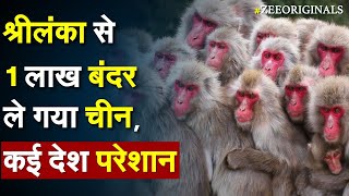 भारत के पड़ोसी देश से चुपचाप 1 लाख बंदर ले गया China ! China Imports 1 lakh Monkey| Sri Lanka Crisis