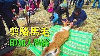 全村人出動圍困駱馬，採集數千一斤的駱馬毛，最後放歸大自然